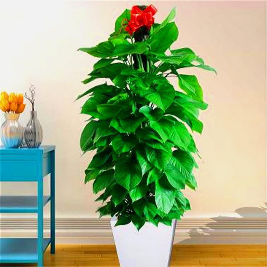 绿萝大叶子和小叶子,大叶绿萝叶子稀少