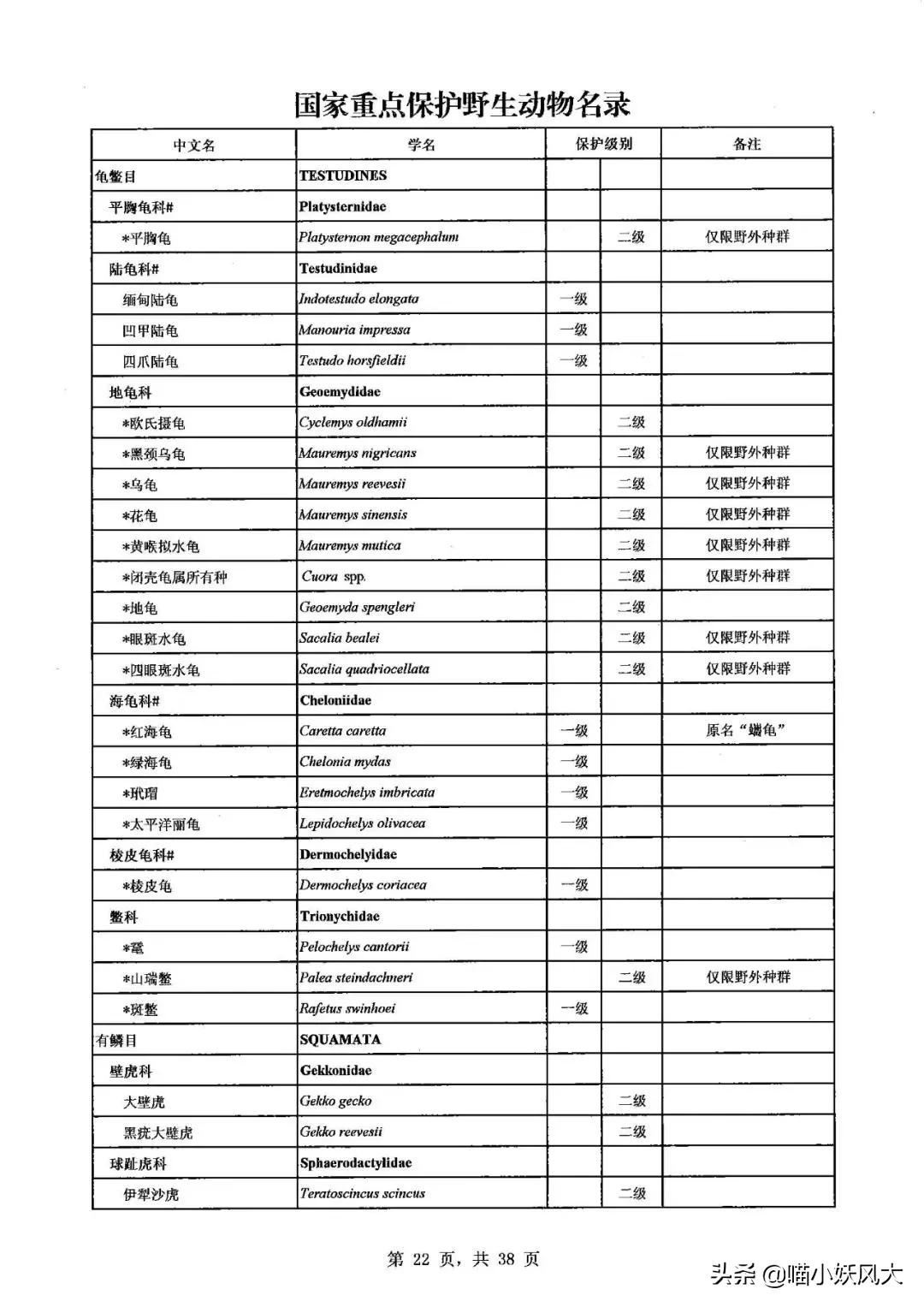 百年巨鳖,百年巨兽被抓视频