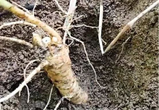 西洋参行情最新分析,西洋参行情处于平稳状态