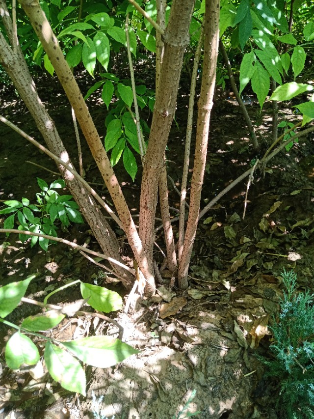 代购苗木,代销苗木挂账