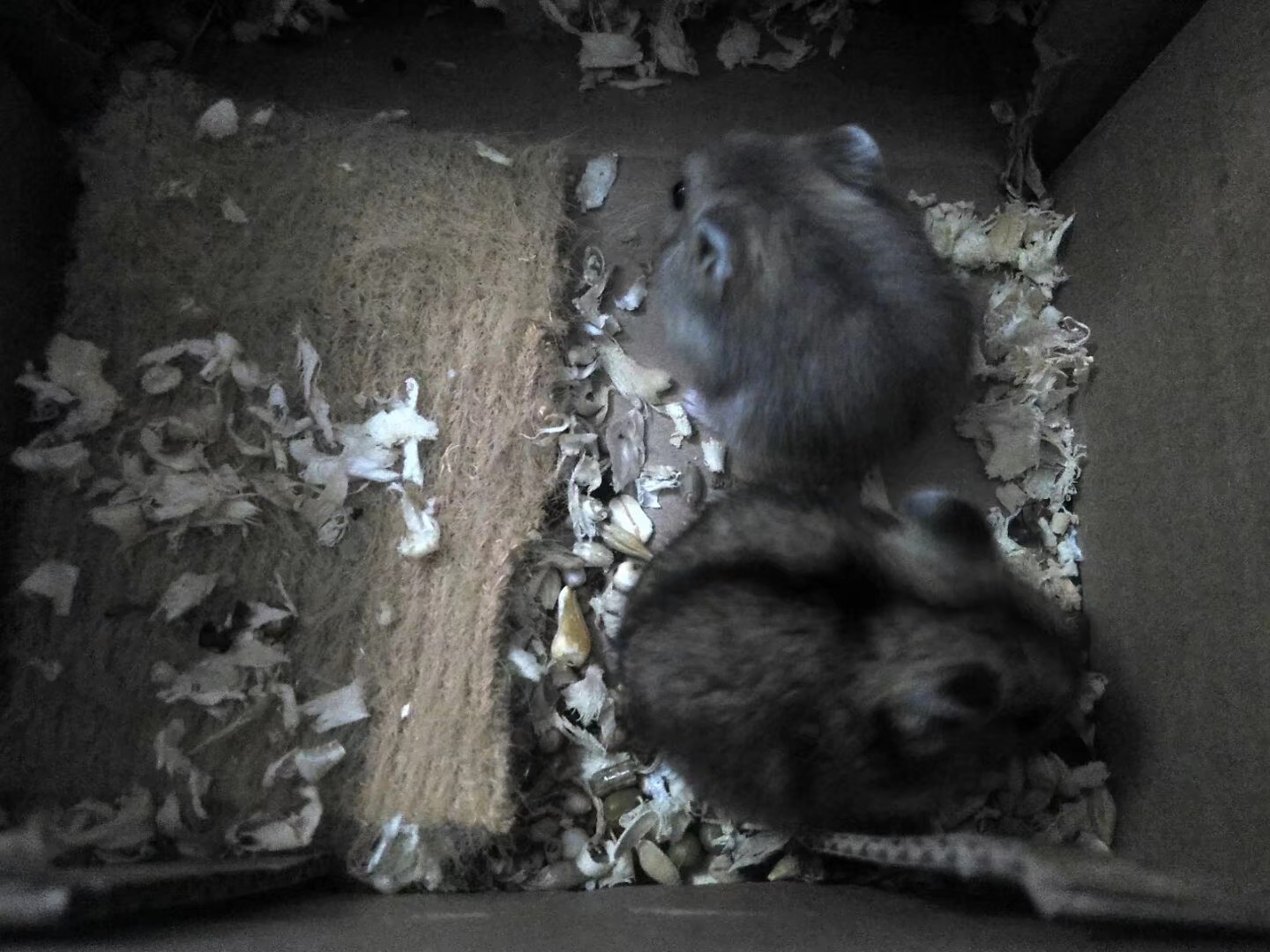 小学生养仓鼠注意事项,仓鼠小学生养要注意点什么