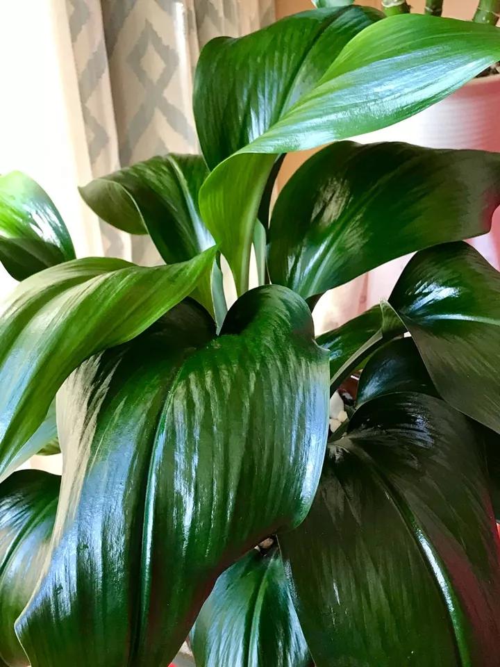 花卉叶子喷什么水好,什么溶液喷花卉叶子最好