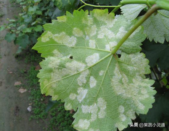 葡萄果穗发黑干枯怎么回事,葡萄果实有黑斑的防治方法