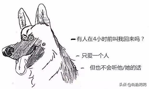 关于狗狗的几大特点你了解多少,各种狗狗的生活习性介绍