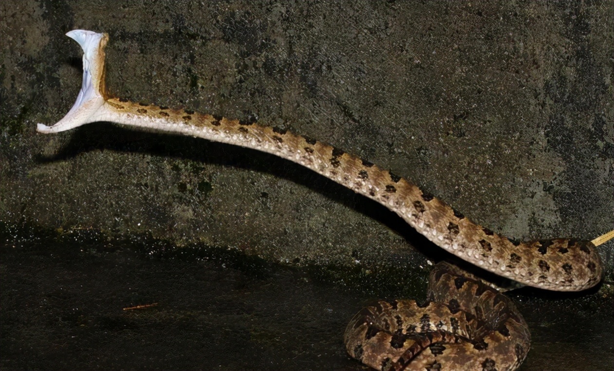 柴房惊现“烂草蛇”！广东66岁老人被咬伤！这是什么蛇？有多毒？