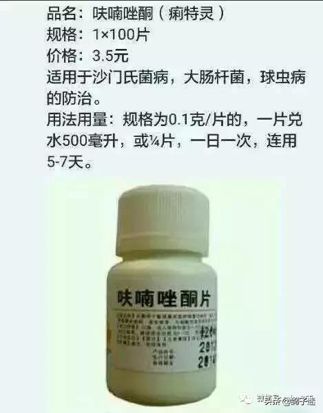 人药治鸽病配方大全,教你巧用人药治鸽子病