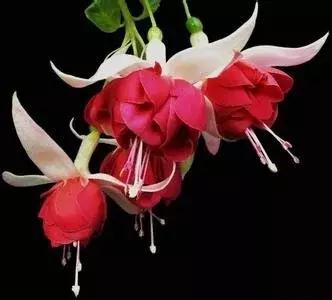 惊艳倒挂金钟,惊艳倒挂金钟图片