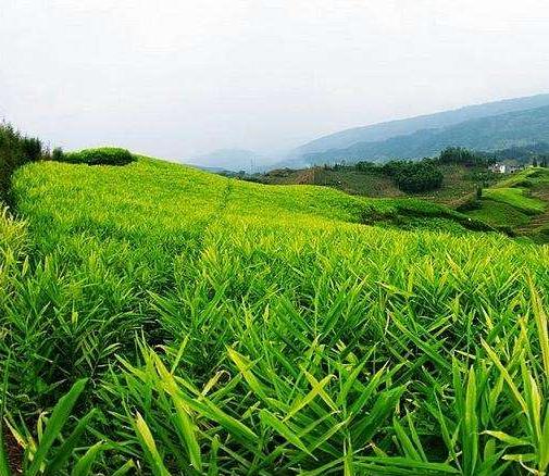 种植生姜怎么提高产量和品质,生姜新品种及种植技术有哪些