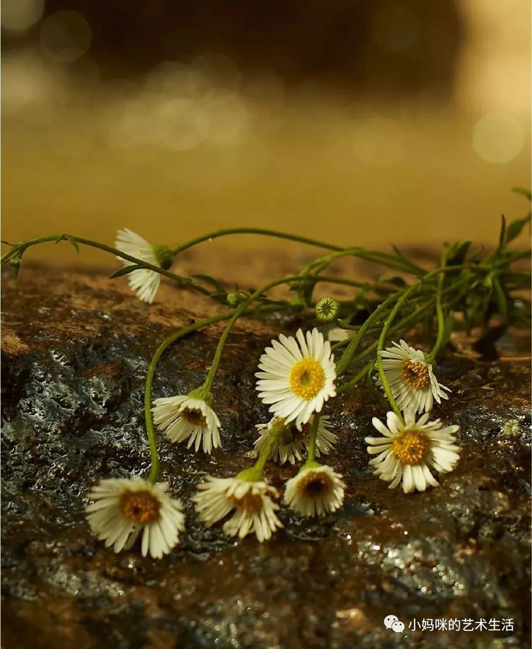 自己需要仪式感,仪式感成为自己喜欢的样子