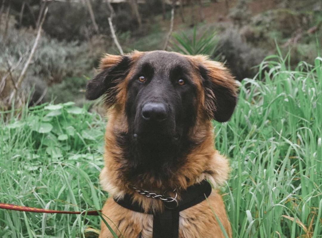 盘点二十种忠爱满世界的萌犬,萌犬系列都有啥