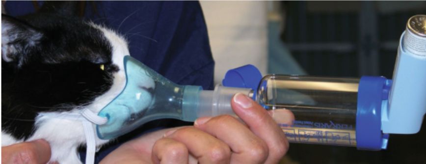 猫病视频,猫病初愈