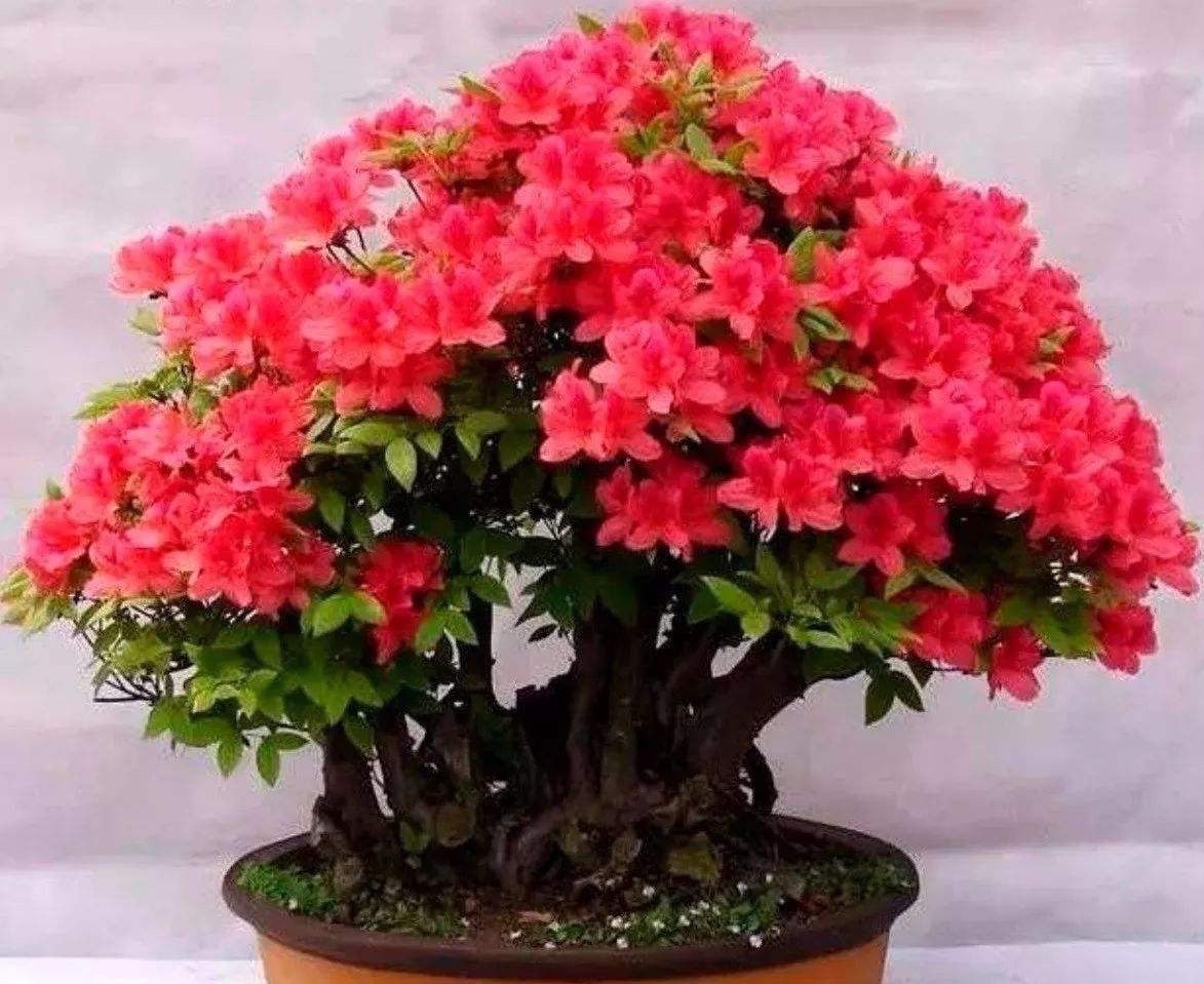 养杜鹃花小窍门视频讲解,养杜鹃花的妙招