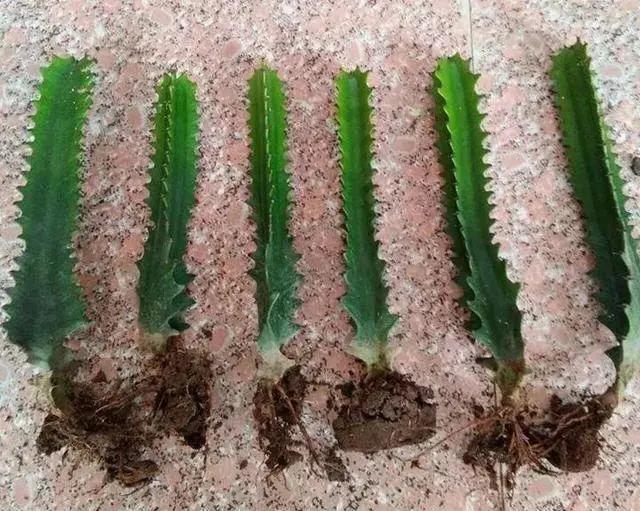 长了二十年的芦荟,龟背竹芦荟