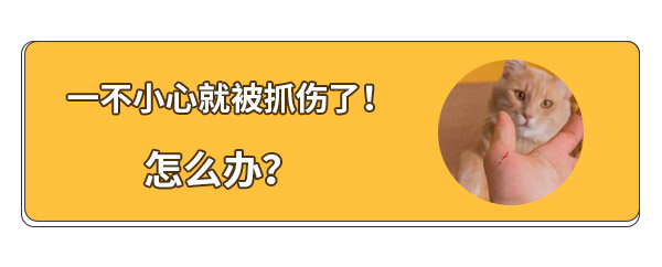 猫咪抓伤猫咪怎么处理,猫咪抓伤小猫怎么处理