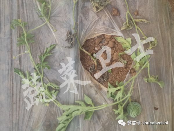防治西瓜枯萎病方法,防治西瓜枯萎病最有效途径