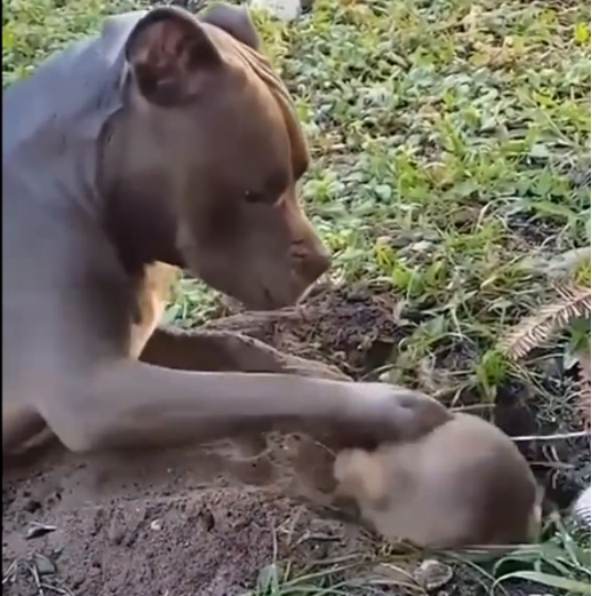 狗故意打扰地鼠工作，忍无可忍的地鼠怒斥狗子，鼠：别扒拉我