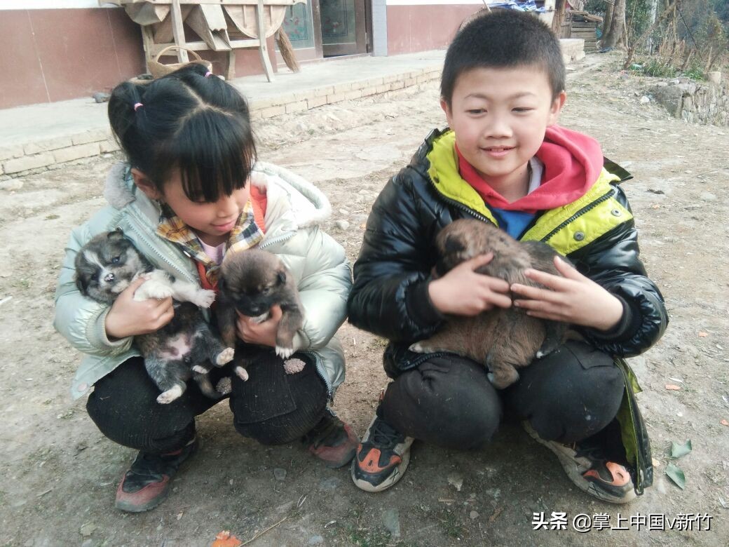 掌上中国之“思语家的小狗”