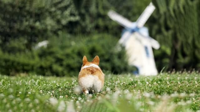 做好狗狗肠胃养护远离秋冬季腹泻,怎样做好狗狗洗护工作