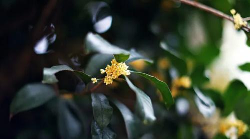 四城对比,四城比美谁的桂花味更浓