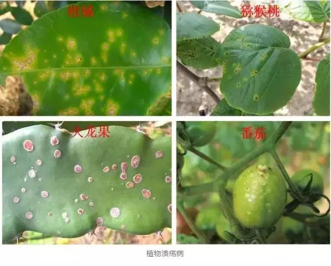 细菌感染治疗不彻底,作物细菌病害用什么药