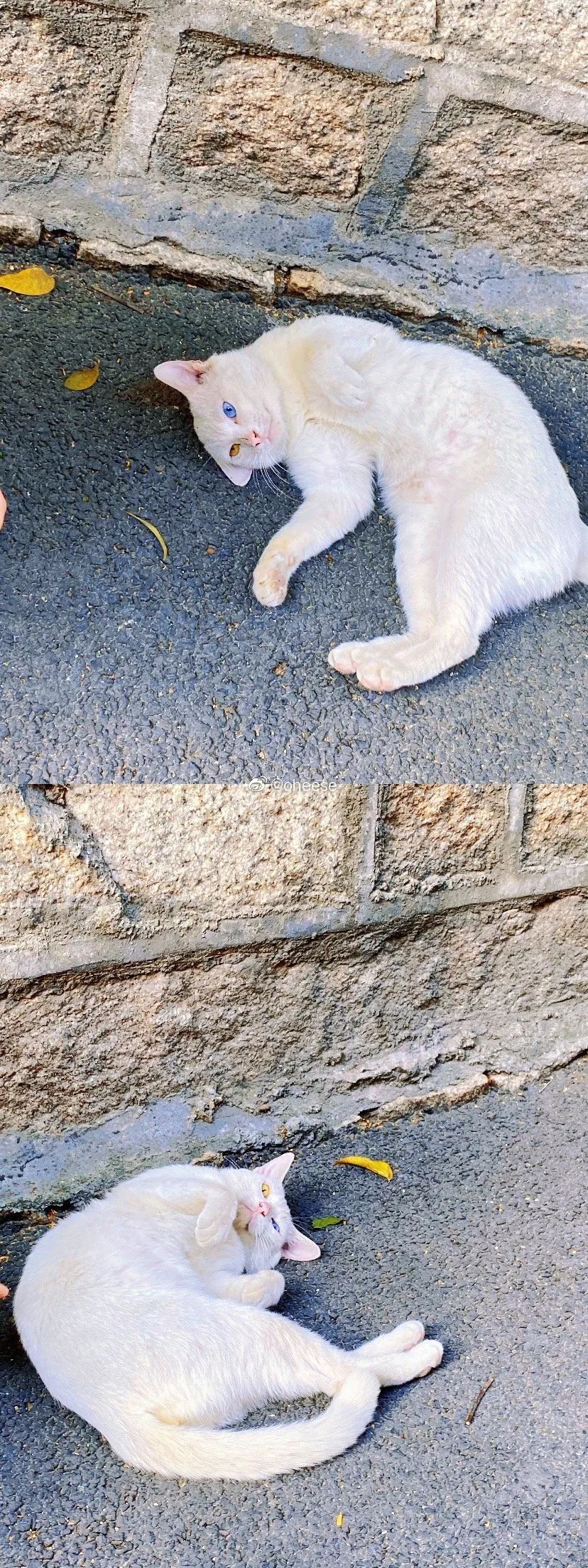 路遇仙女猫,路上碰到猫抱起来就跑