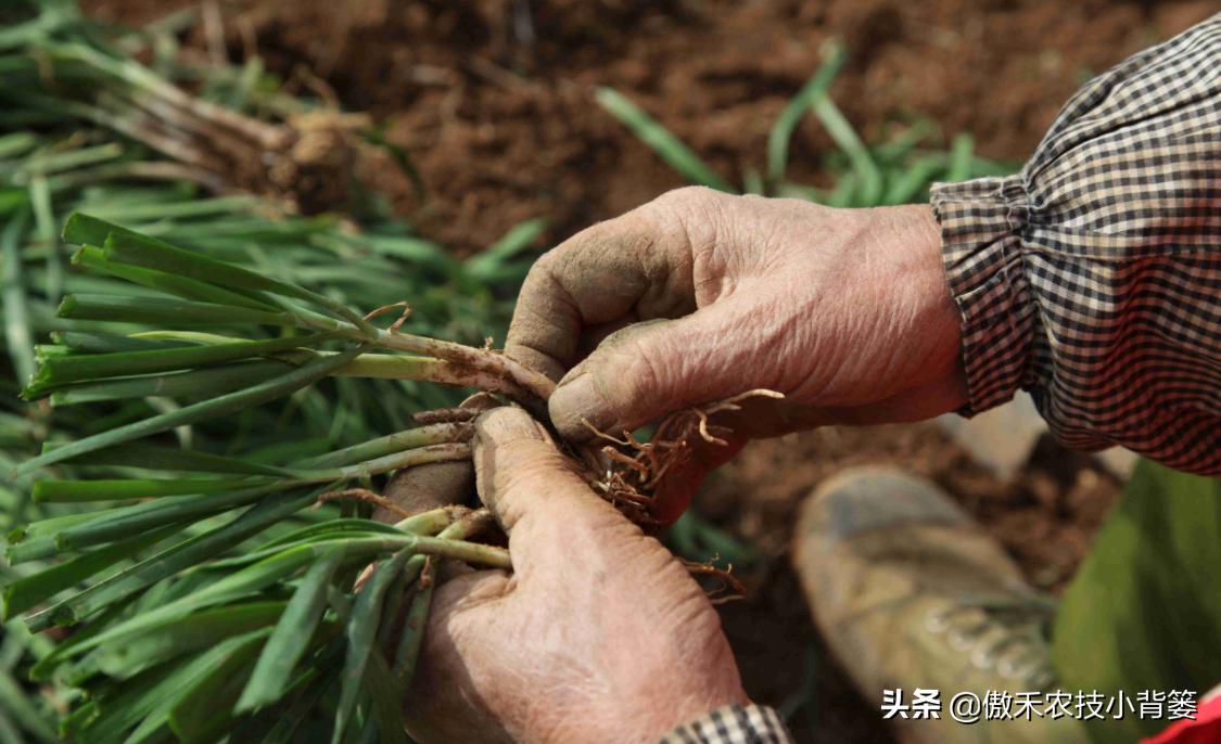 韭菜如何进行种子种植,韭菜播种方法和步骤