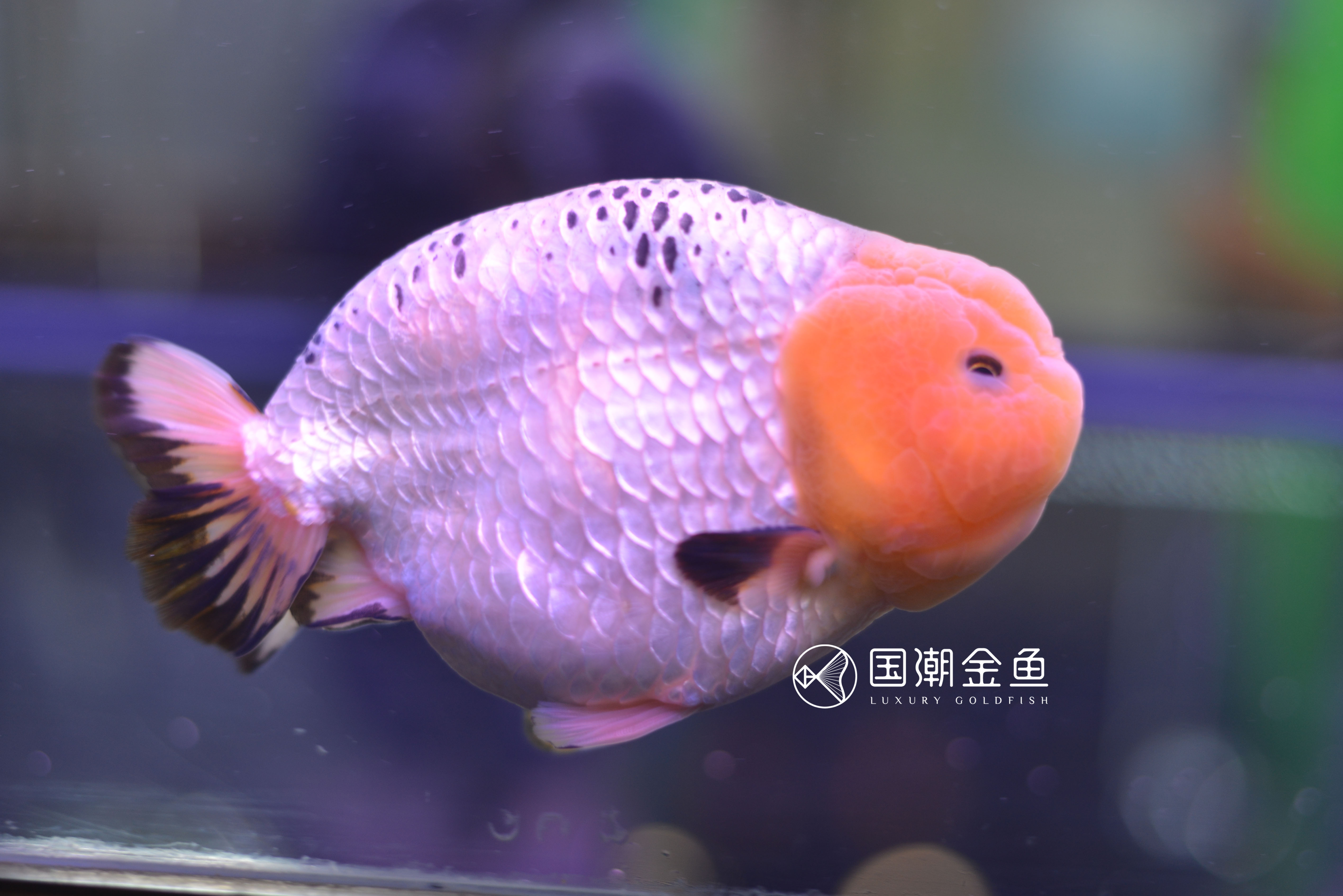 家养金鱼怎么死亡率少,自家养鱼金鱼好养吗