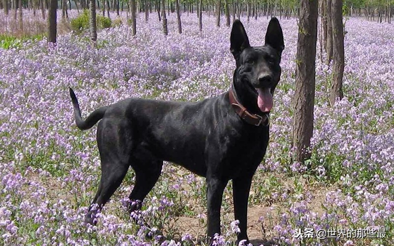 全球十大最凶猛犬类,全球最凶猛的狗排名