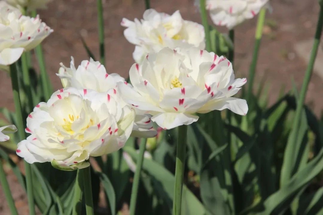 适合北方的球根植物,适合北方室内的种球