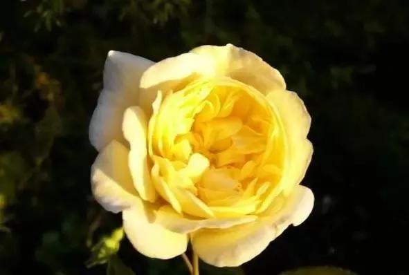 玫瑰有几种品种图片及名称,玫瑰品种分类名称及图片介绍