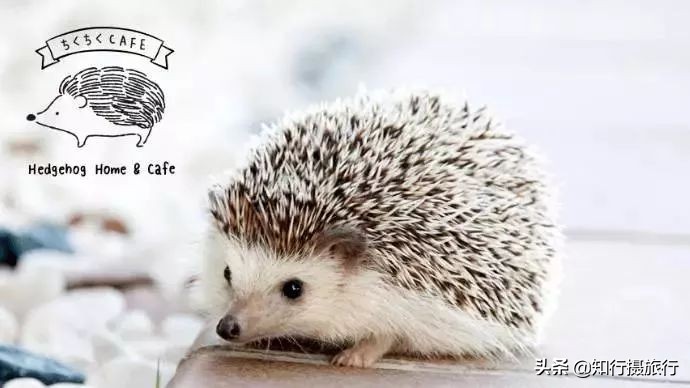 日本“神兽”不只有奈良鹿，日本网红动物主题旅行攻略