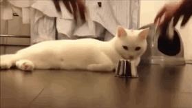 猫咪猜杯子游戏第三关,猫猜杯子游戏