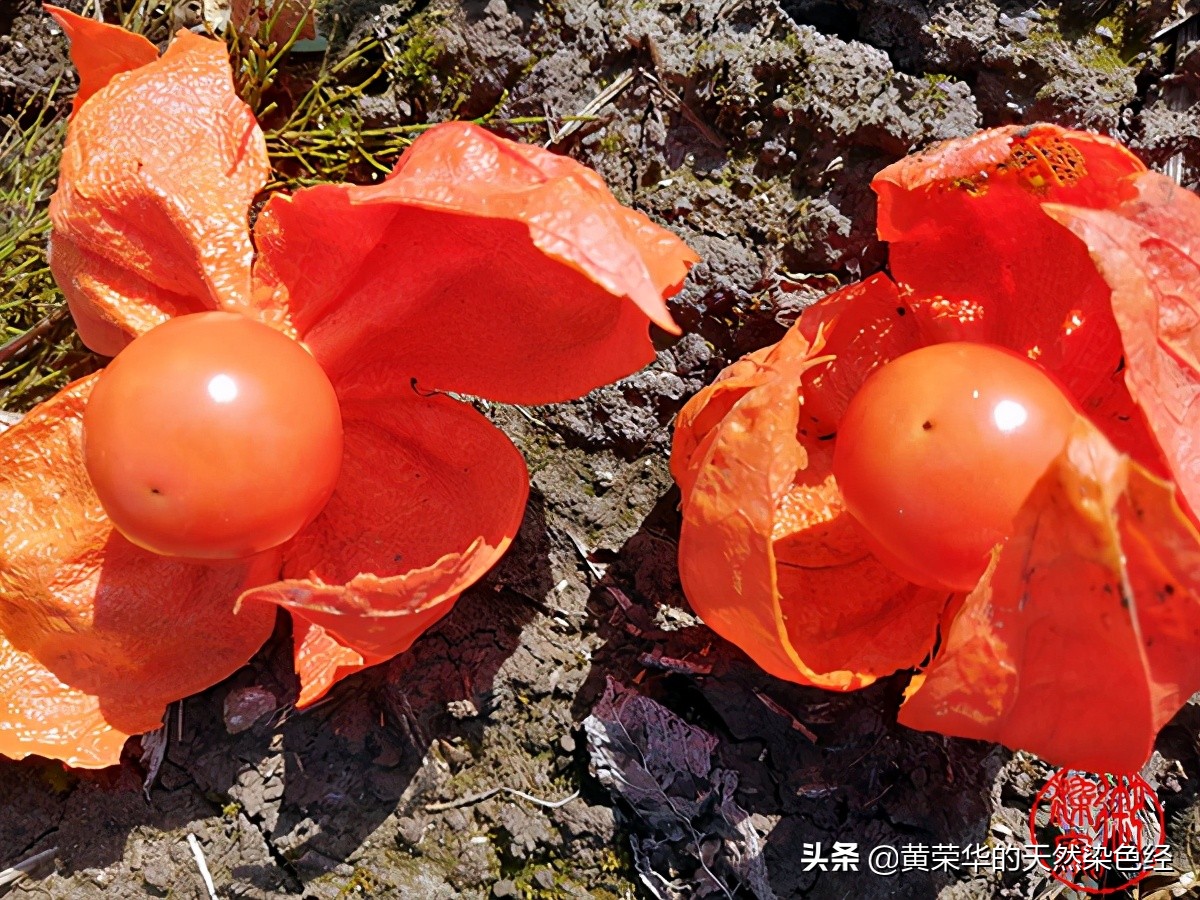 草药红姑娘,植物红姑娘的功效