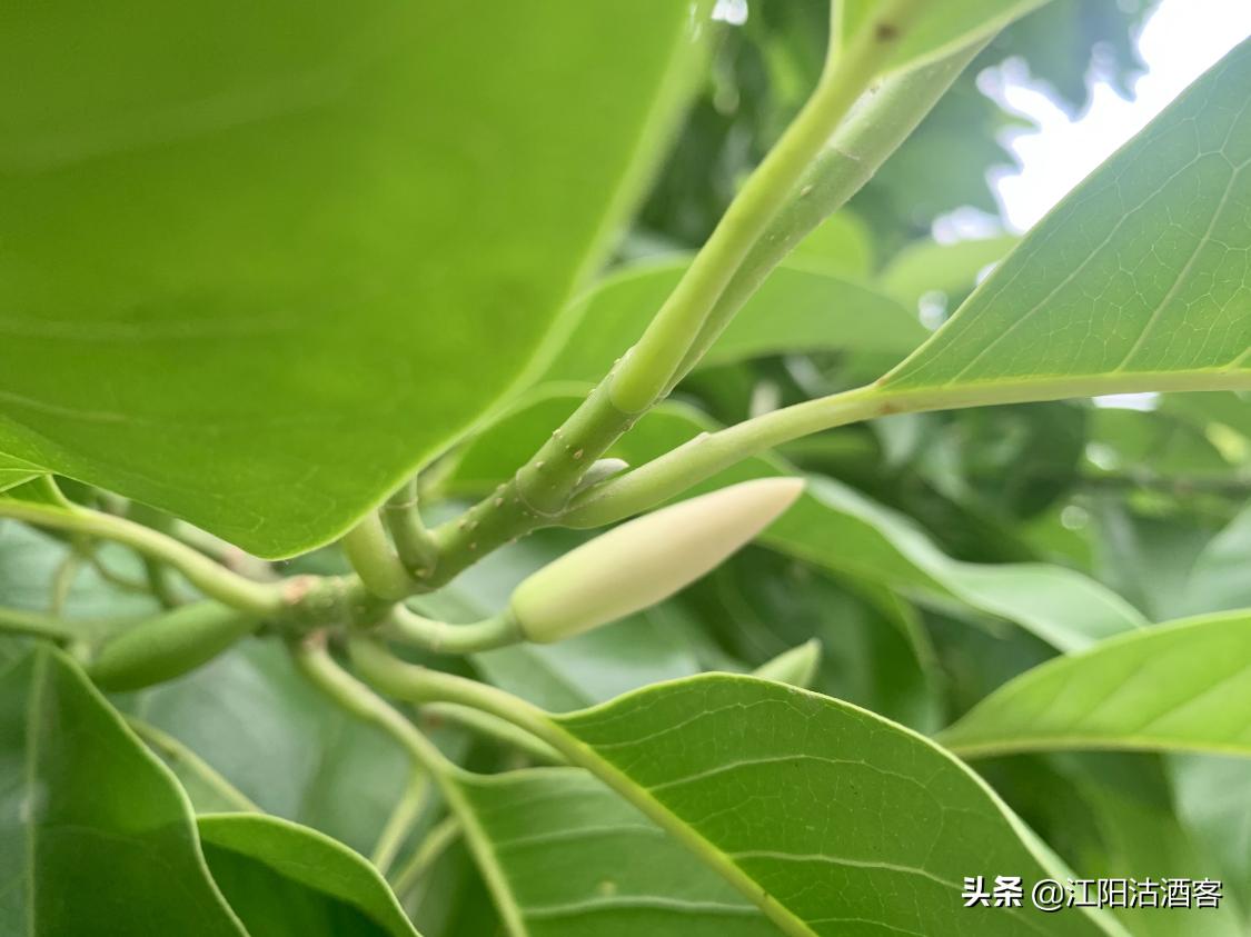 泸州五月多芬芳，黄桷兰香气质雅，这是沽酒客眼里的花中君子