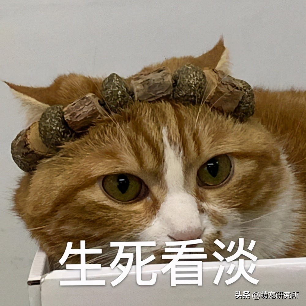 猫为什么爱吃冻干不吃自煮的肉,猫为什么爱吃罐罐不吃猫饭