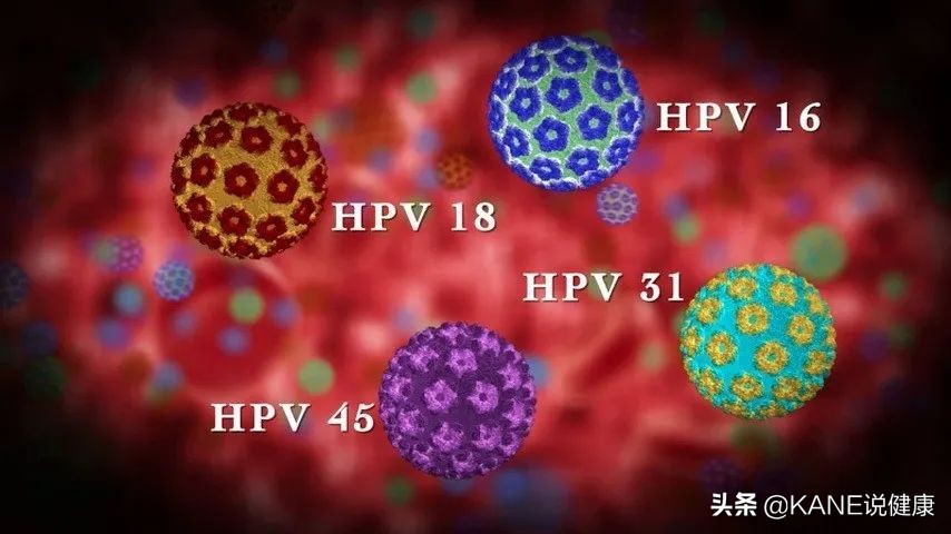 hpv高危1618阳性得宫颈癌的几率,免疫系统消灭hpv