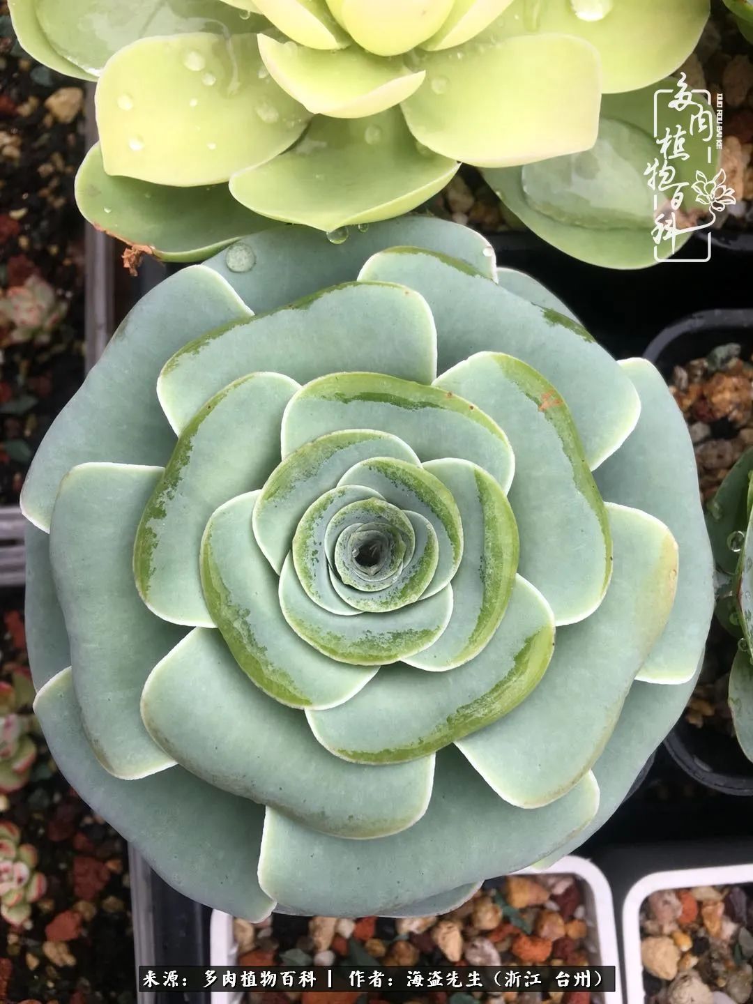 山地玫瑰养护顺口溜,山地玫瑰的养护种植注意事项视频