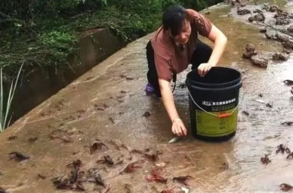 井水养殖龙虾,井水养殖淡水虾