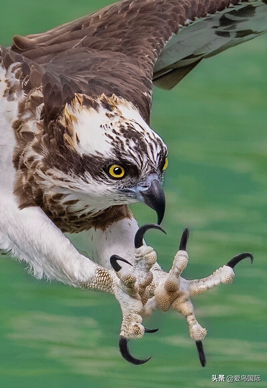 观鸟大年影片,观鸟大年在线观看