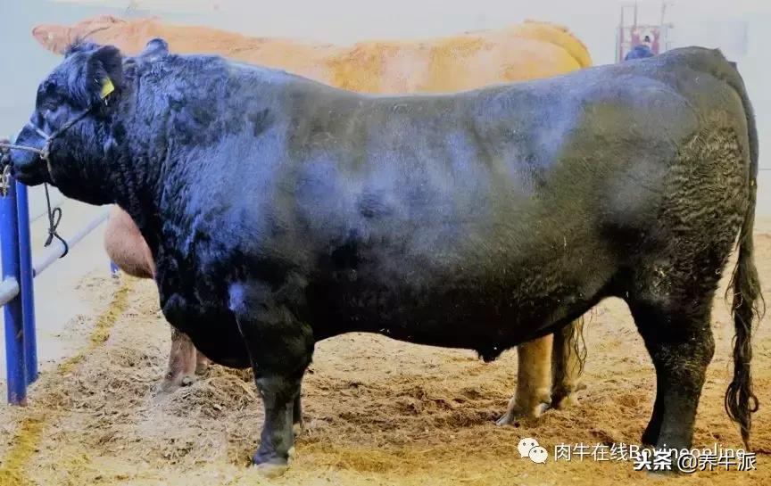 加拿大肉牛产业发展动态,加拿大肉牛发展