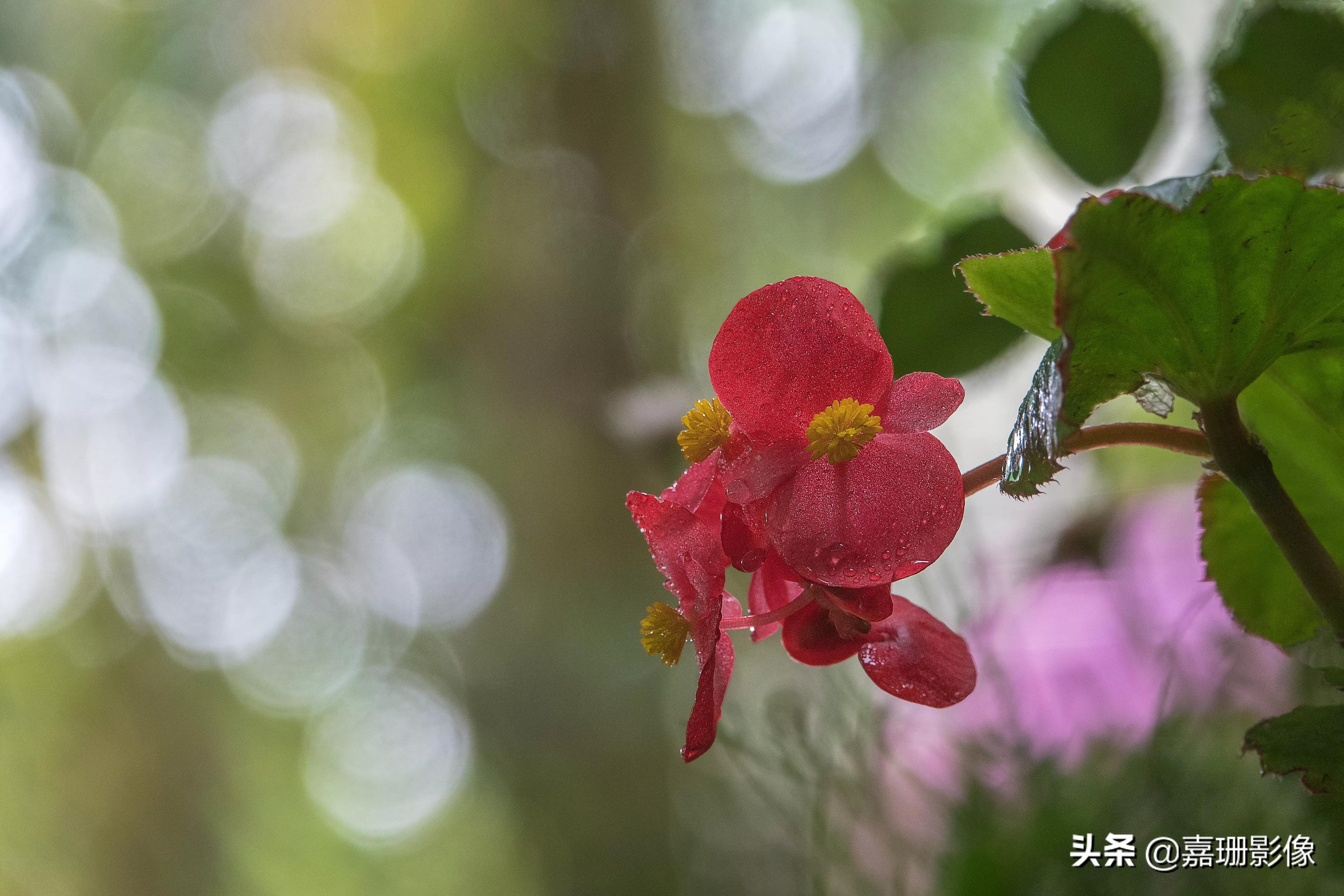 看看花容，听听花语2020年我镜头里的百种花卉
