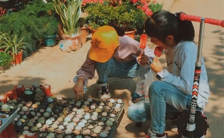 刚买的花，发蔫落苞加黄叶！为什么呢？多半是放错了位置