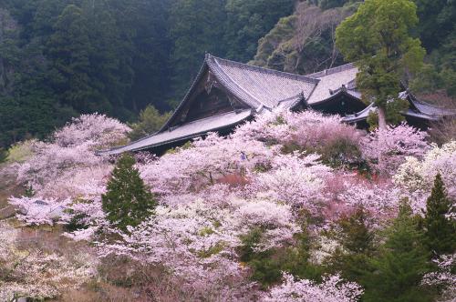 日漫到底有着怎样的优势，能做到风靡全球？