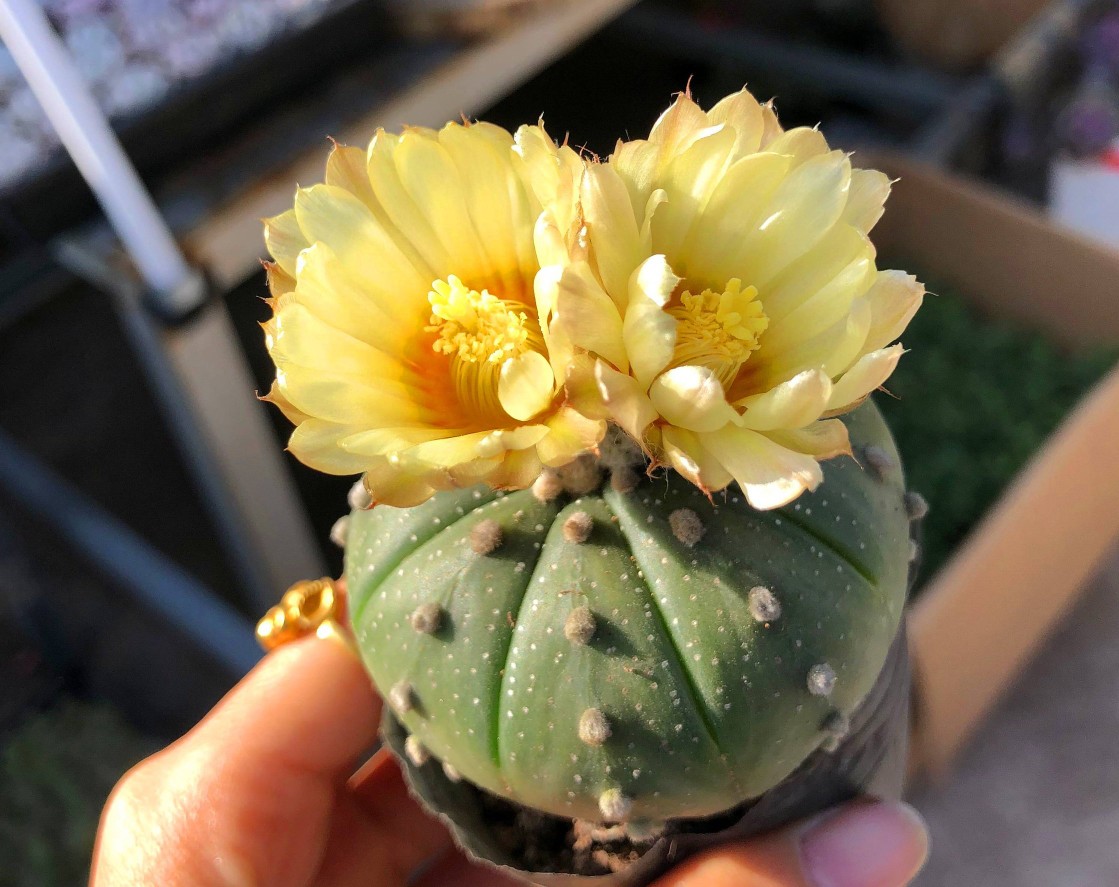 仙人球开花多盆栽品种大全,仙人球会开花还特别漂亮