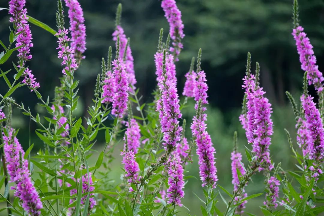 姘寸敓妞嶇墿鑺卞崏,鏅姘寸敓缁挎