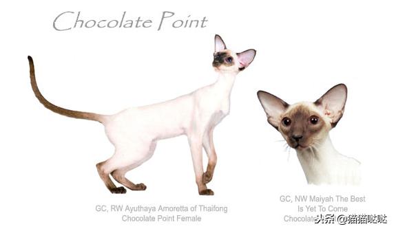 养猫新手买猫注意什么,新手养猫和买猫的注意事项