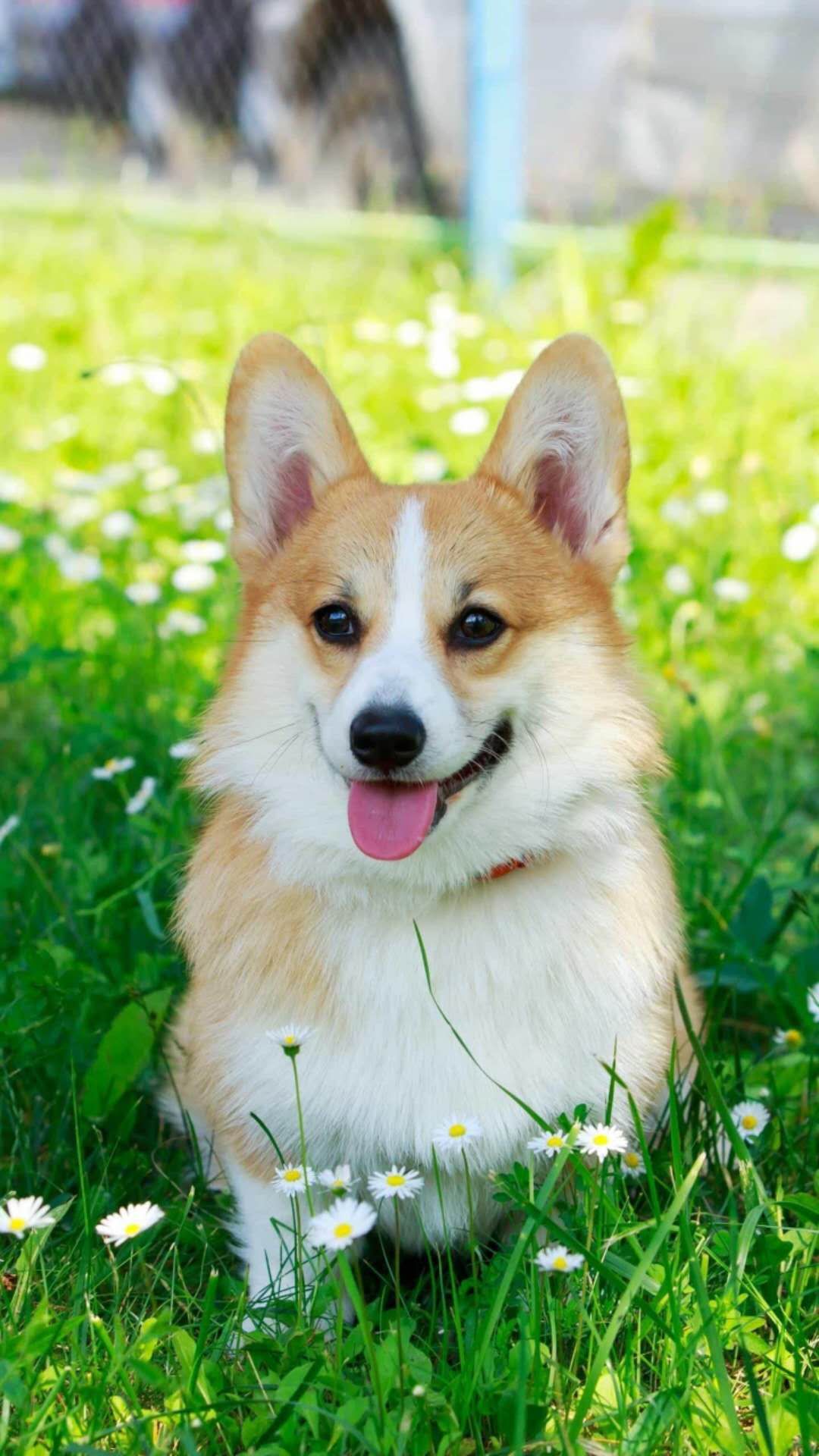 欢喜散文,散文喜雨