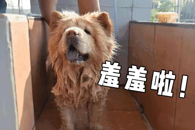 可以去玩的宠物乐园,1000平宠物乐园