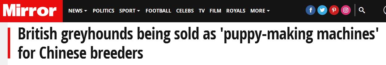 英国退役赛狗被卖到中国强迫繁殖引发公愤：卖狗给中国，太可恶！