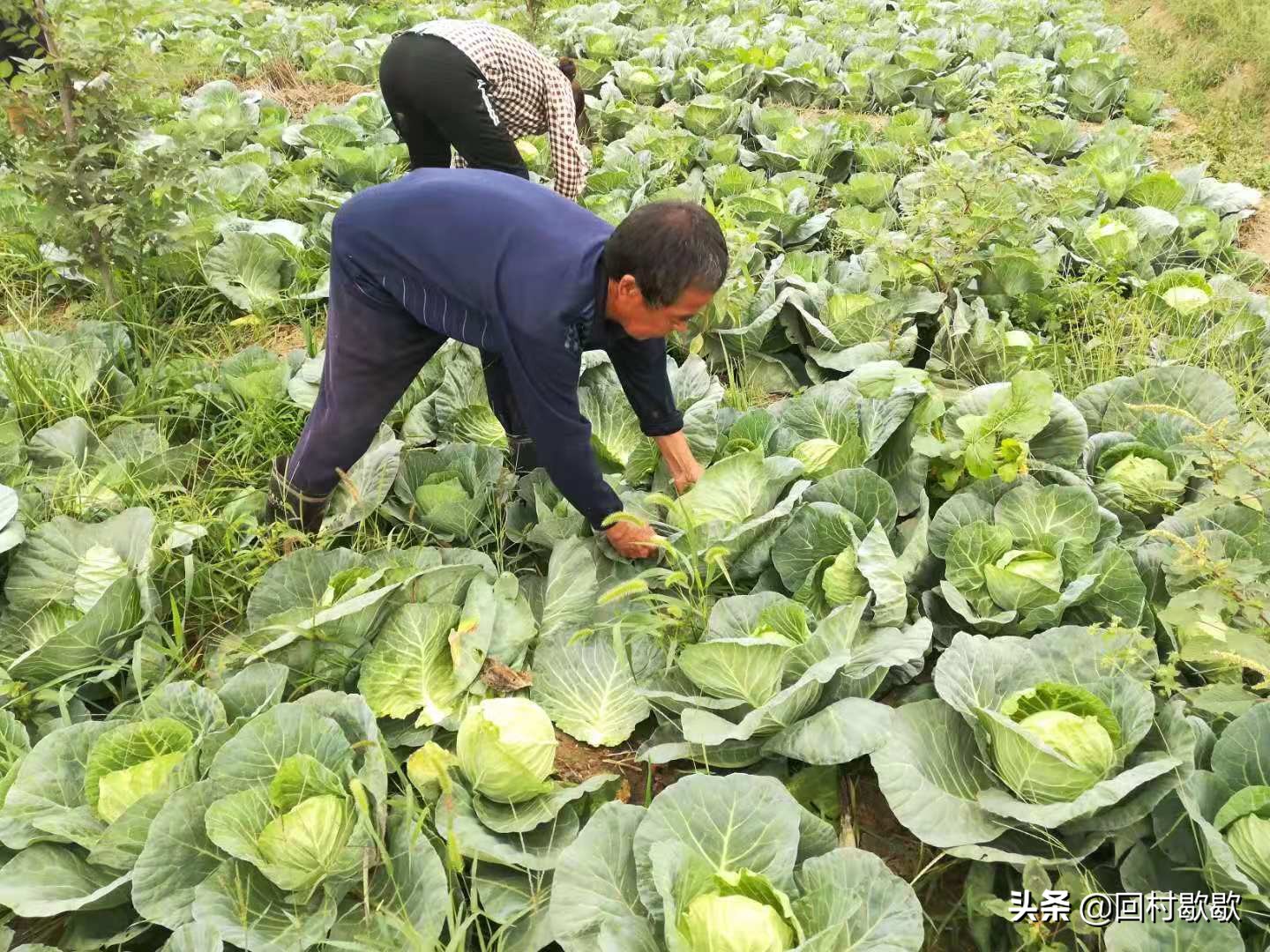 包头菜怎么处理,包头菜怎样储存冬天才能好吃
